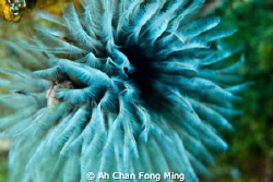 UW Flower. 
This Shoot At Komodo island. 
60mm D200 by Ah Chan Fong Ming 